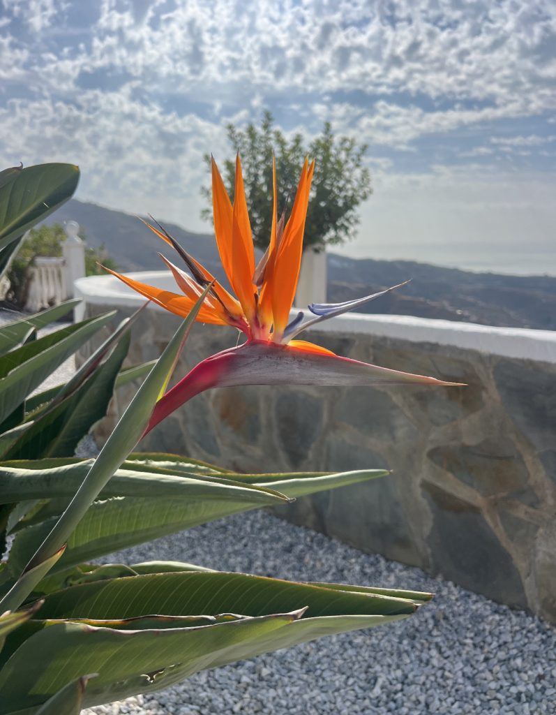 Paradijsvogel plant bij Casa La Fuente
